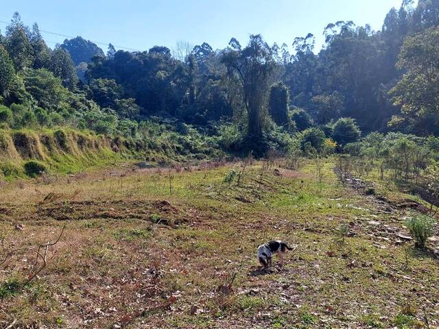 #19 - Chácara para Venda em Westfália - RS
